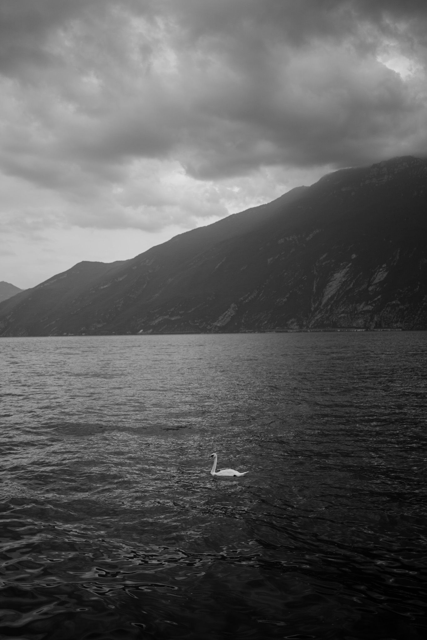 Swan Sea Black White