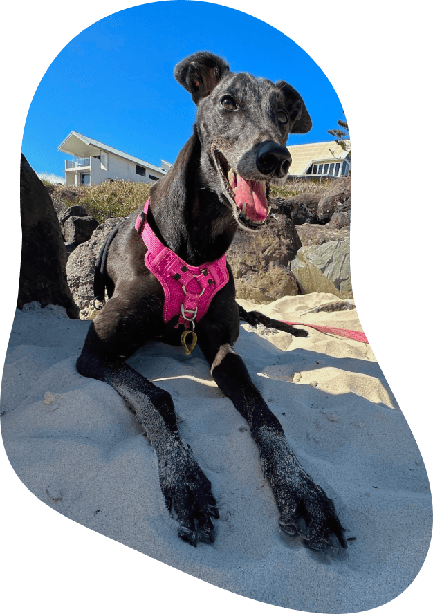 Georgie at the Beach