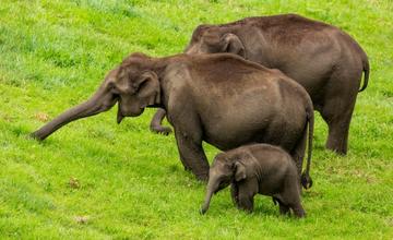 Wildlife & Nature