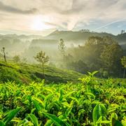 Eravikulam National Park and the Munnar tea museum