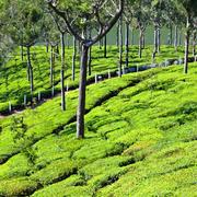 Munnar: tea estates, Tata Tea Museum and Top Station