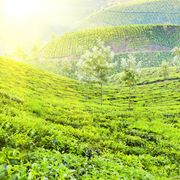 Eravikulam, tea museum and Mattupetty