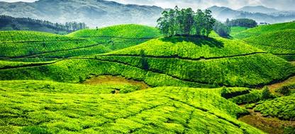 Munnar Tea Hills Retreat