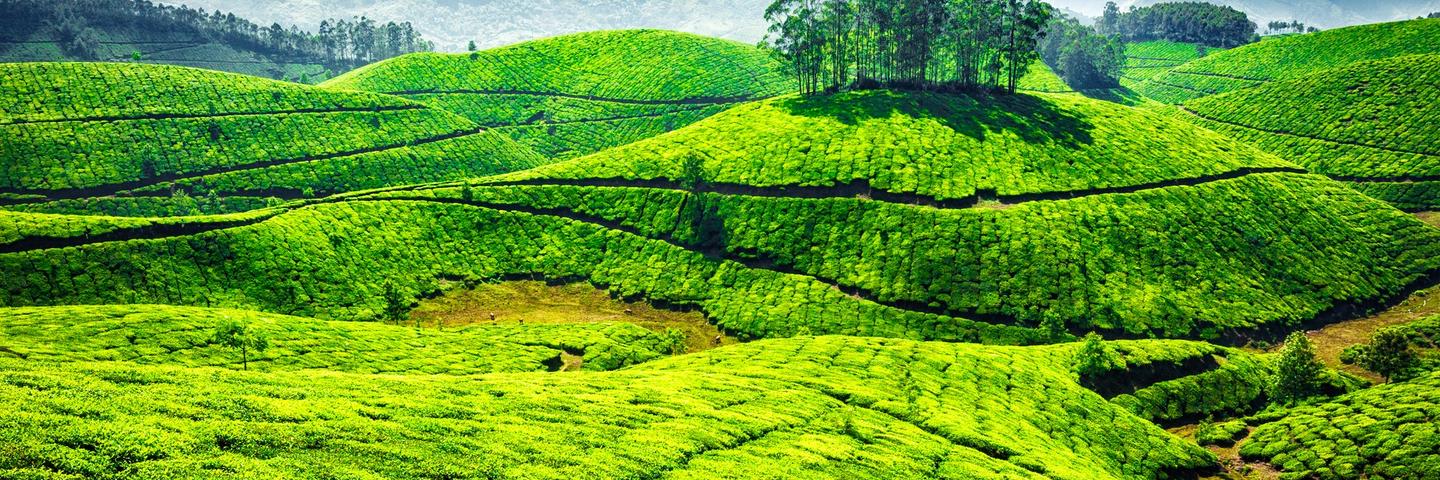 Munnar Tea Hills Retreat