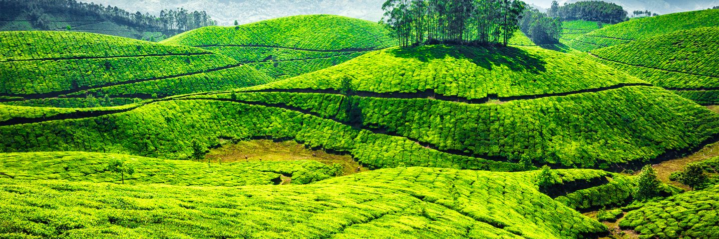 Munnar Tea Hills Retreat