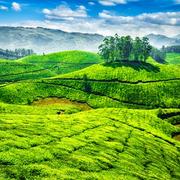 Munnar tea country and viewpoints
