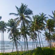 Benaulim village, Goa Chitra and the Varca shore