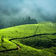 Last tea-estate morning and drive to Kochi airport