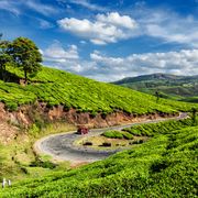 Arrive at Kochi and drive up to Munnar