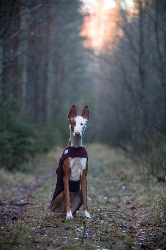 Woof