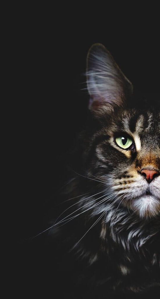 en halv pusekatt
