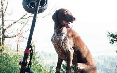 Mikä sähköpotkulauta kannattaa ostaa?