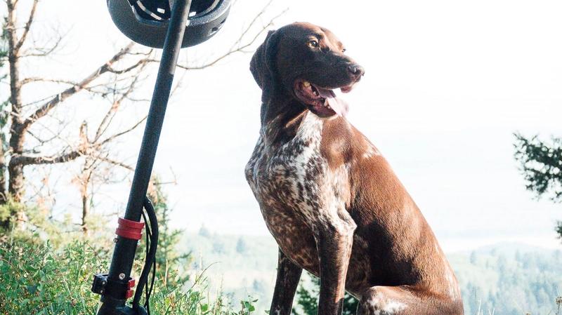 Mikä sähköpotkulauta kannattaa ostaa?