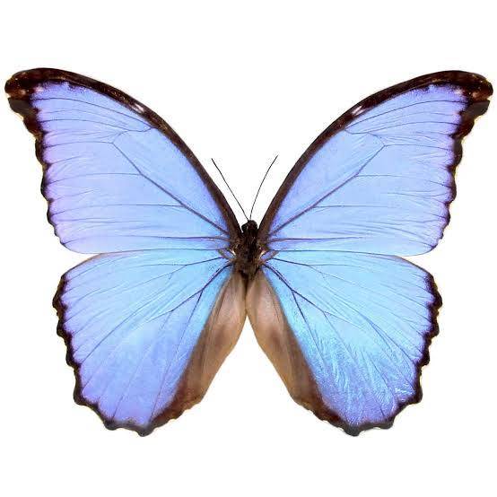Transformation: Girls Rites of Passage