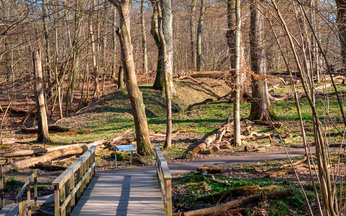 Dalby Söderskog – Europas mindste nationalpark