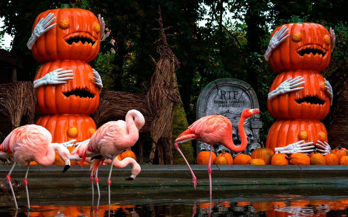 Halloween i Aalborg Zoo