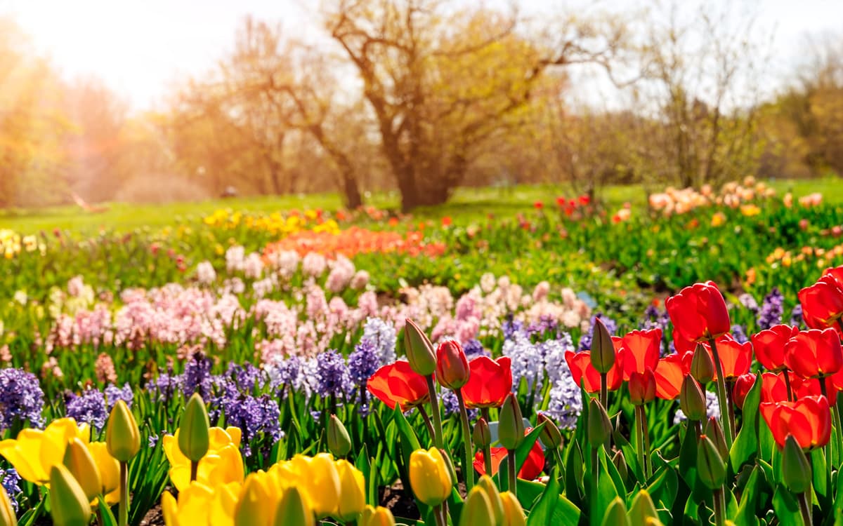 Forår Gnavø tulipaner