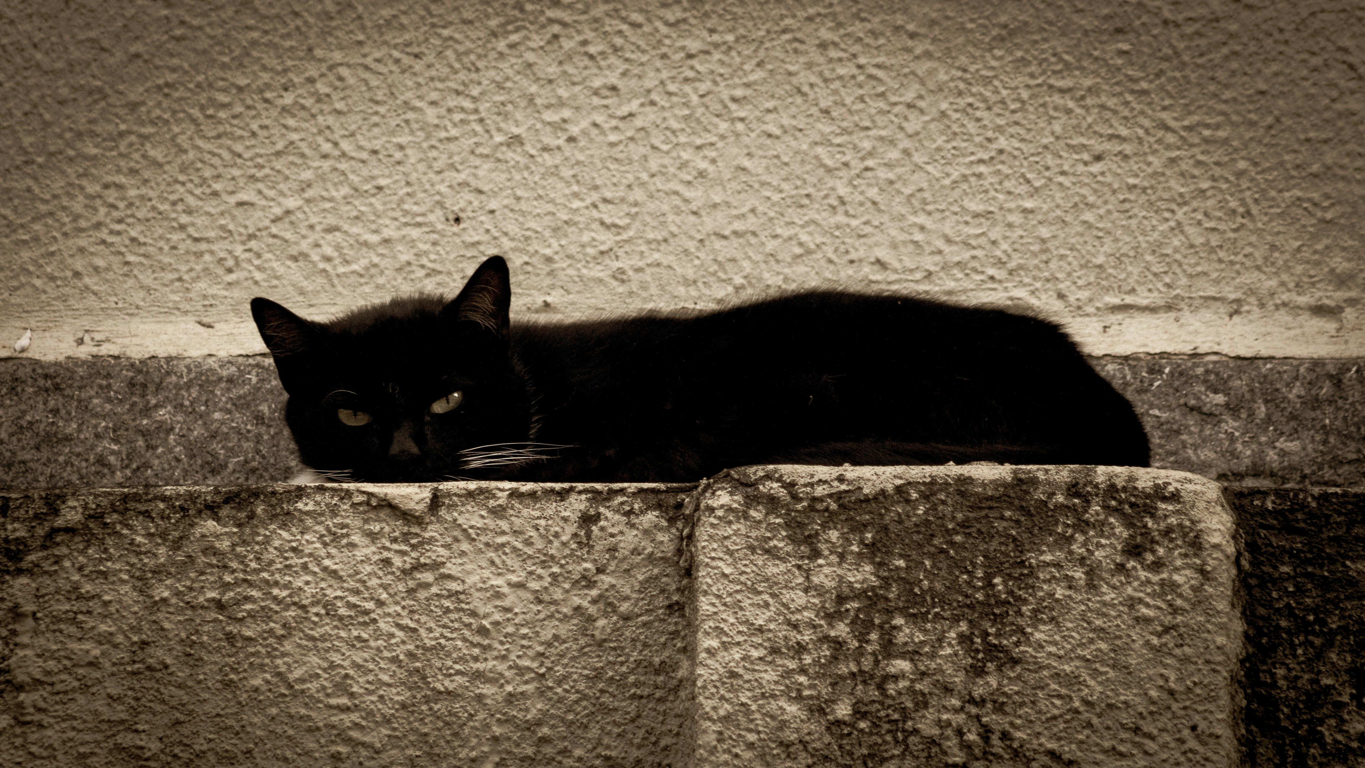 A cat resting