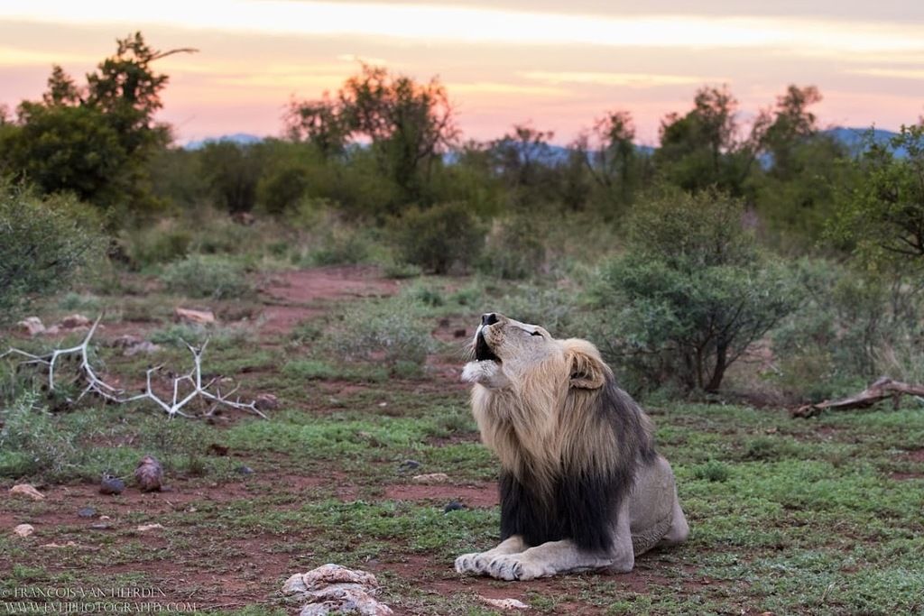 The Royal Madikwe Luxury Safari Villas – Photo 4