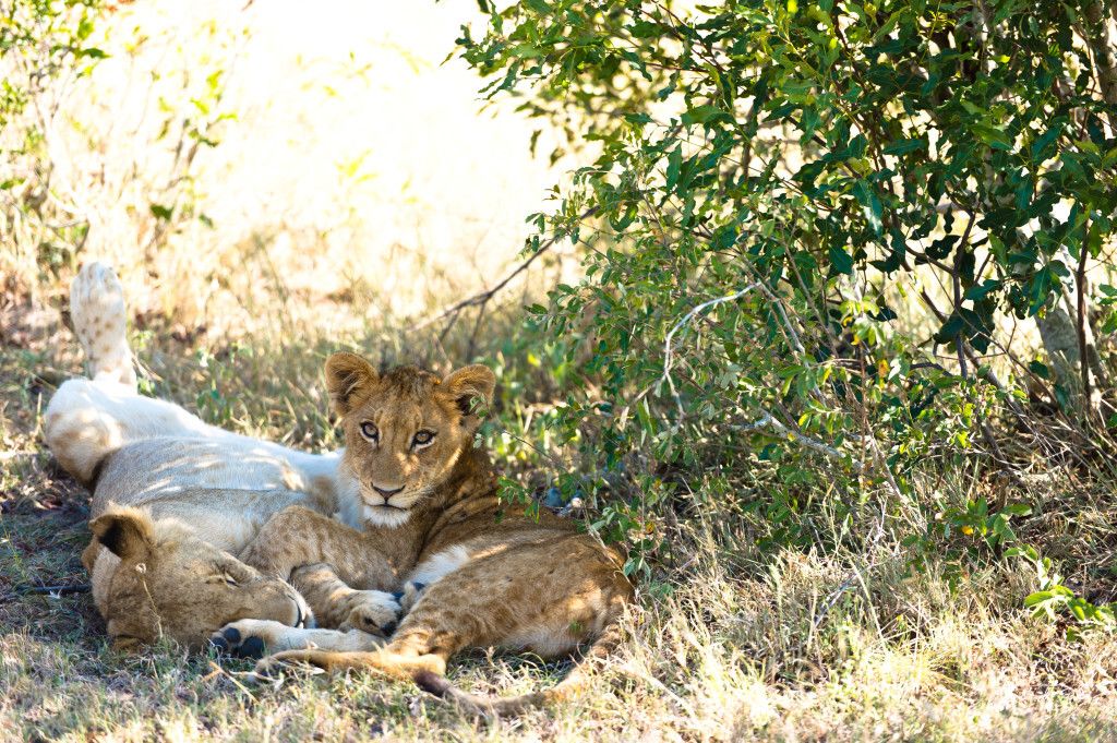 Singita Ebony – Photo 6