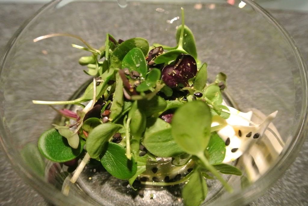 Glass Hostaria – Photo 4