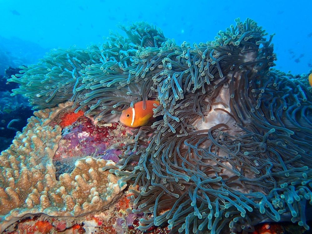 The Nautilus Maldives – Photo 6