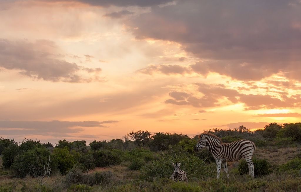 Kwandwe Private Game Reserve – Photo 6