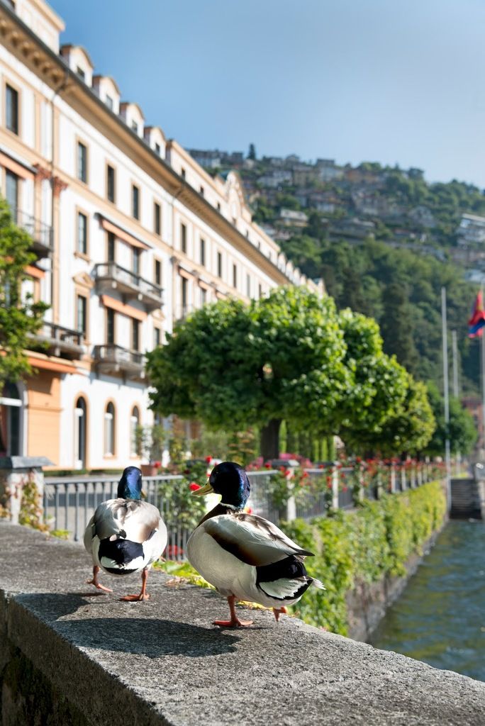 Villa d'Este – Photo 6