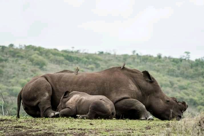 Thanda Safari - Private Game Reserve – Photo 5