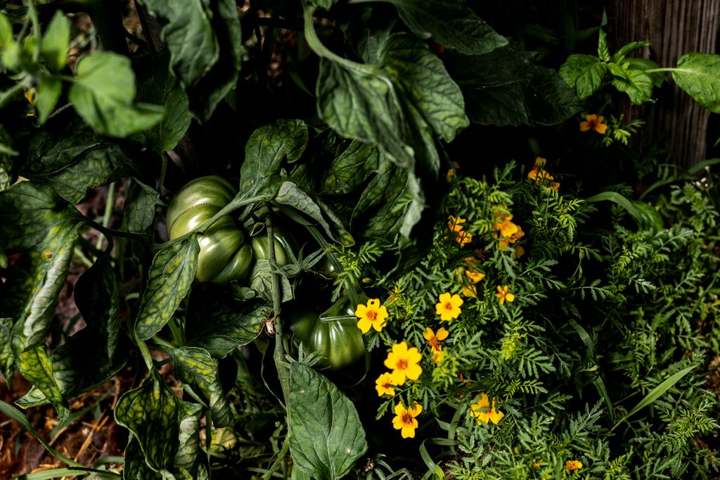 etz – Photo 3