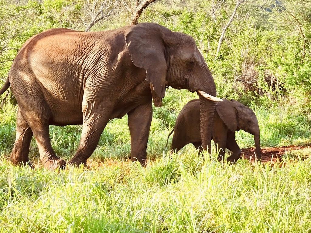Thanda Safari - Private Game Reserve – Photo 4