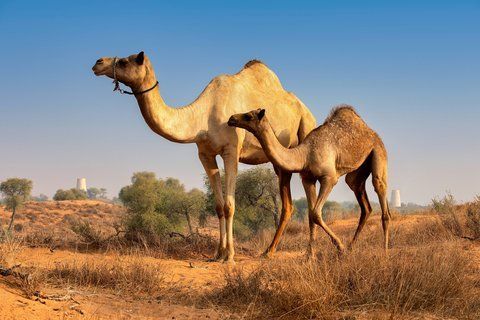 The Ritz-Carlton Ras Al Khaimah, Al Wadi Desert – Photo 3