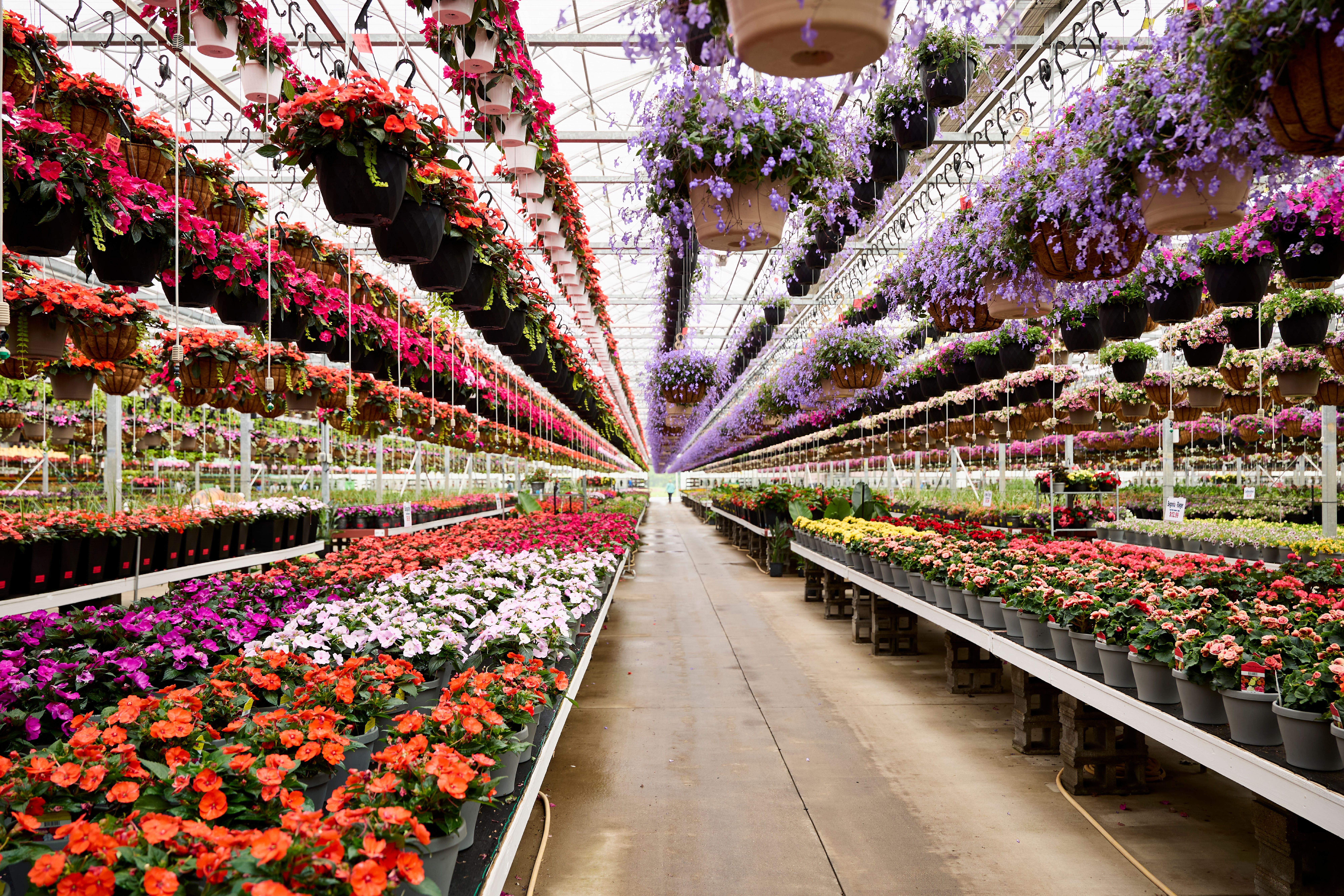 Countryside Greenhouse