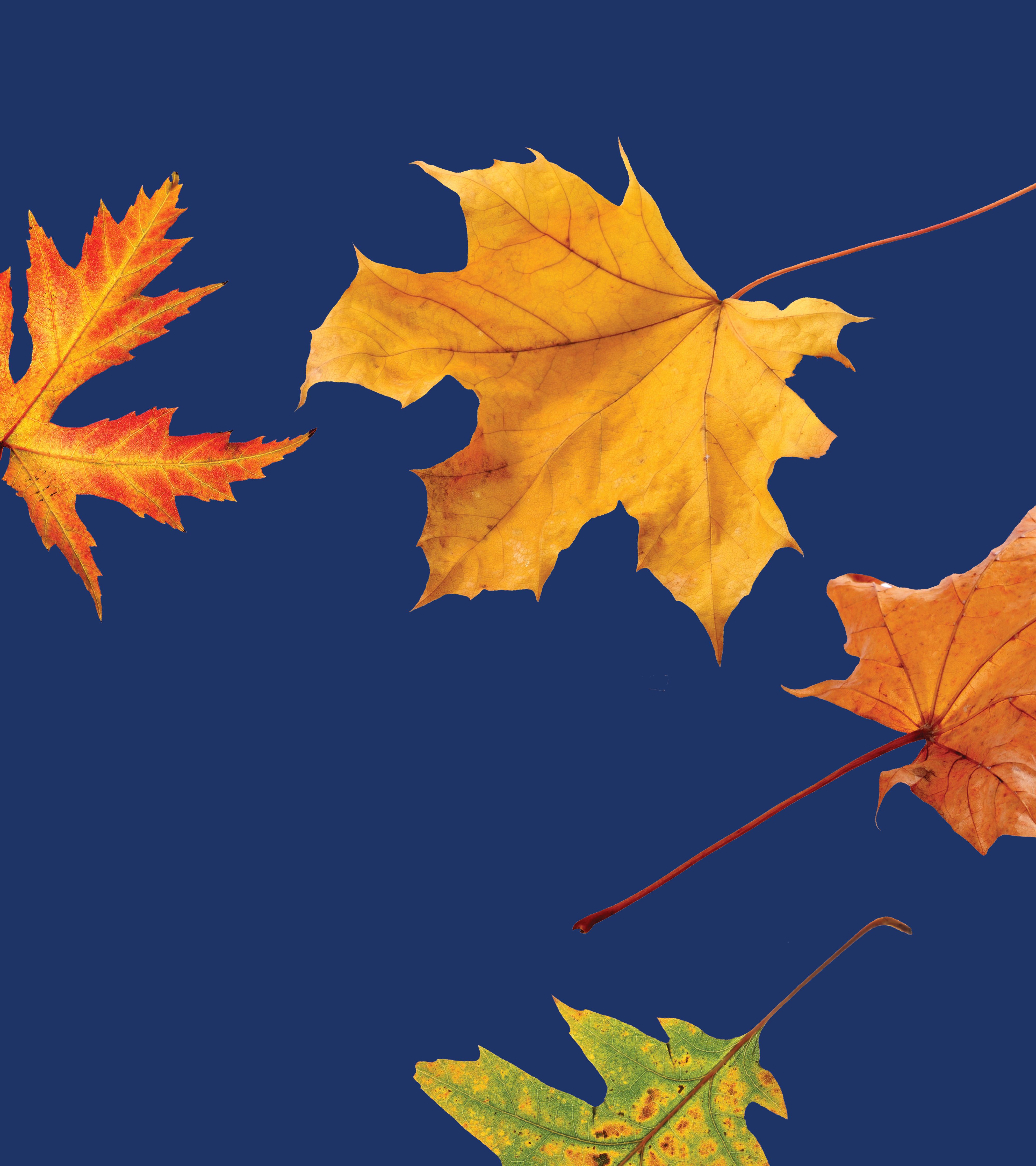 Marketing Lessons from Leaf Cleanup 