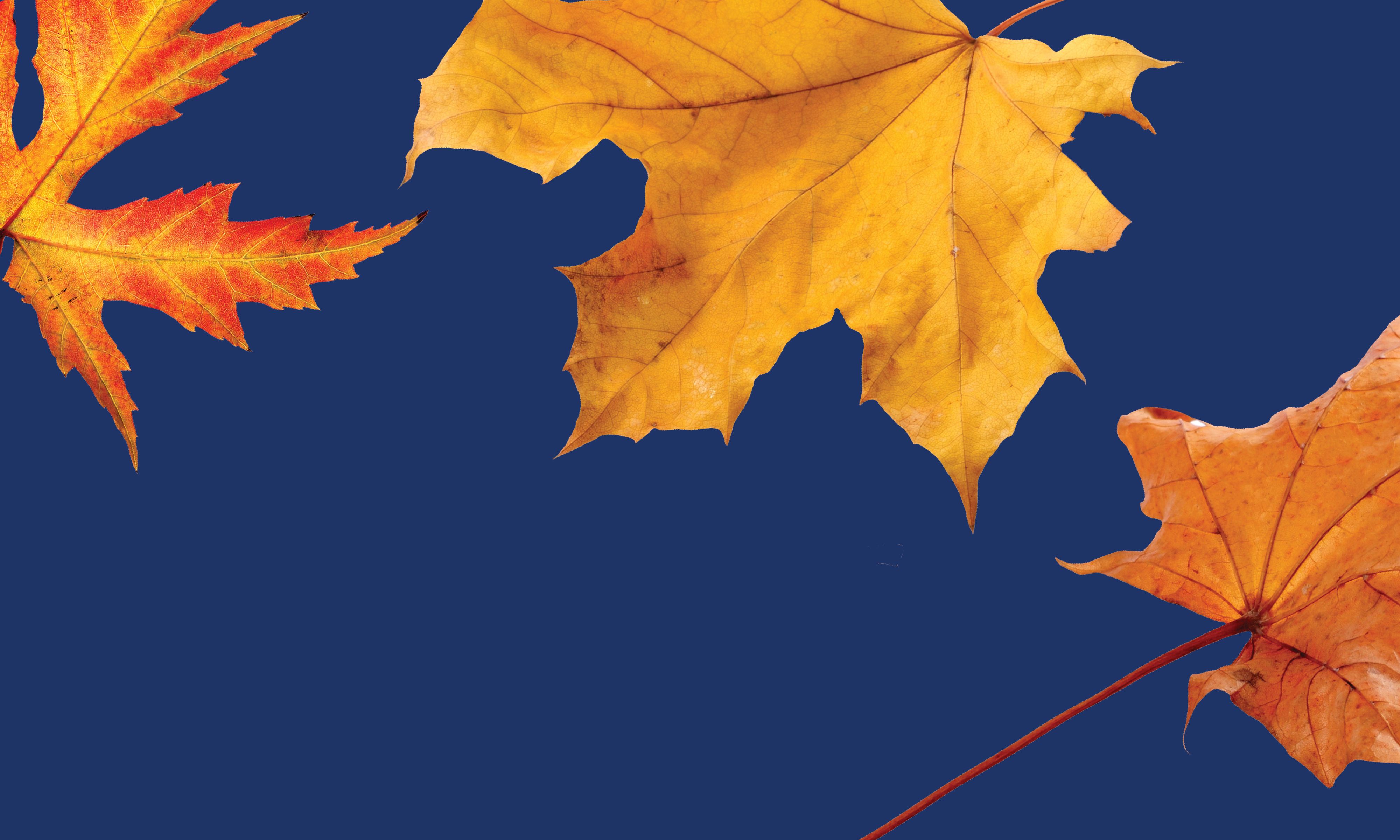 Marketing Lessons from Leaf Cleanup