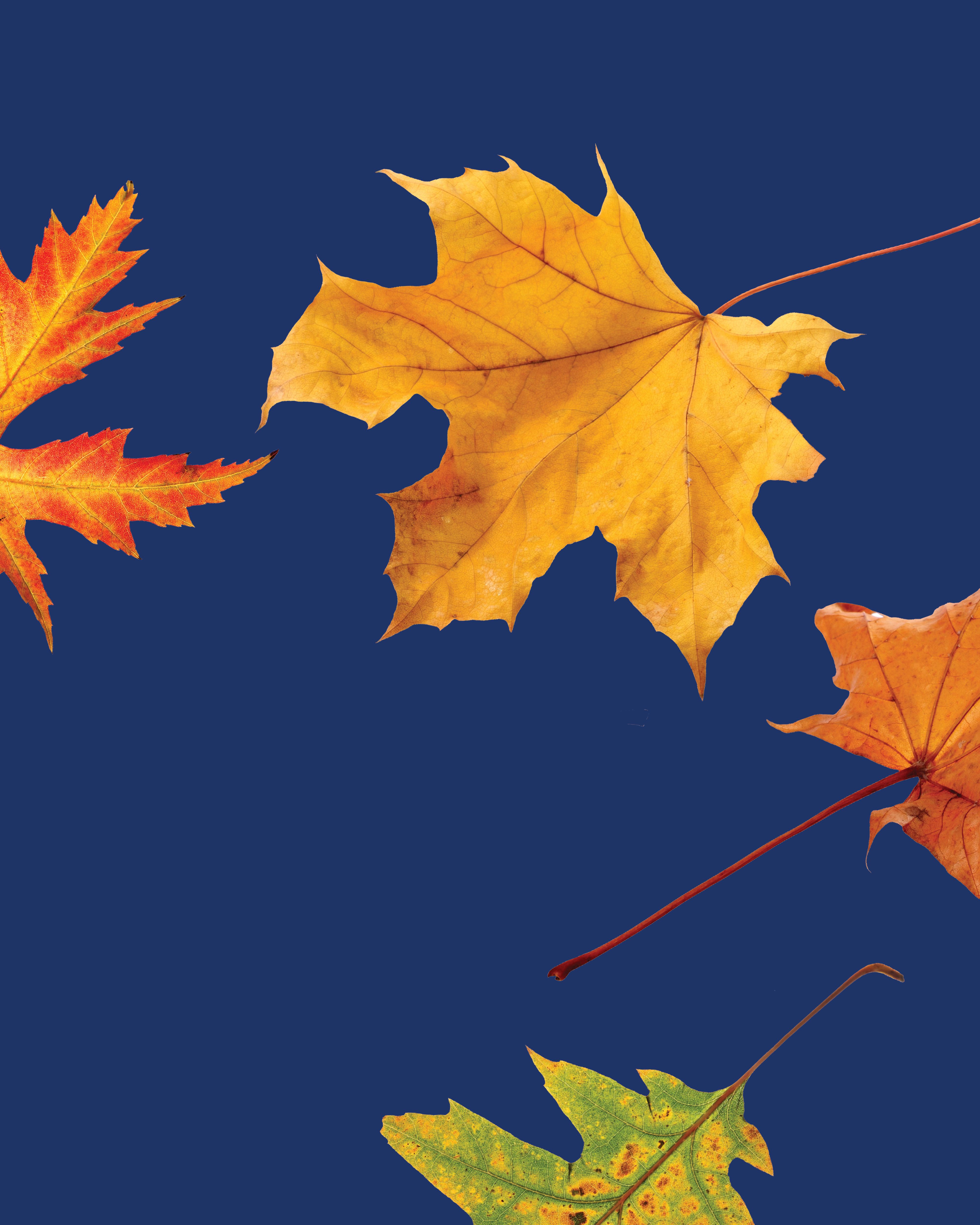 Marketing Lessons from Leaf Cleanup