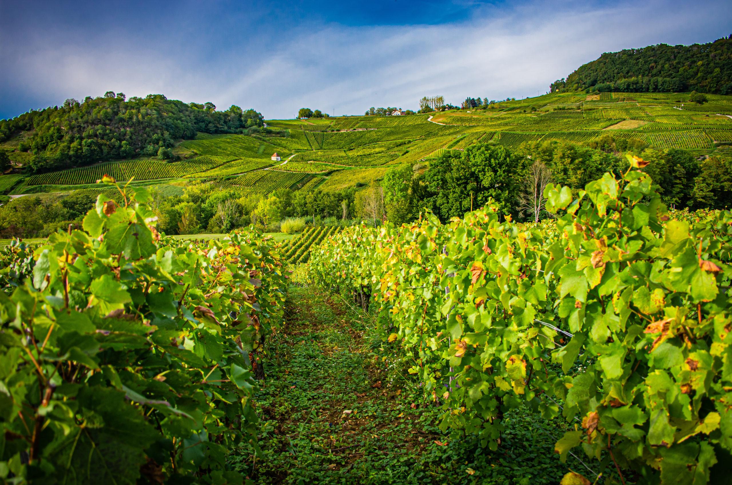 DOMAINE OLIVIER BENOIT