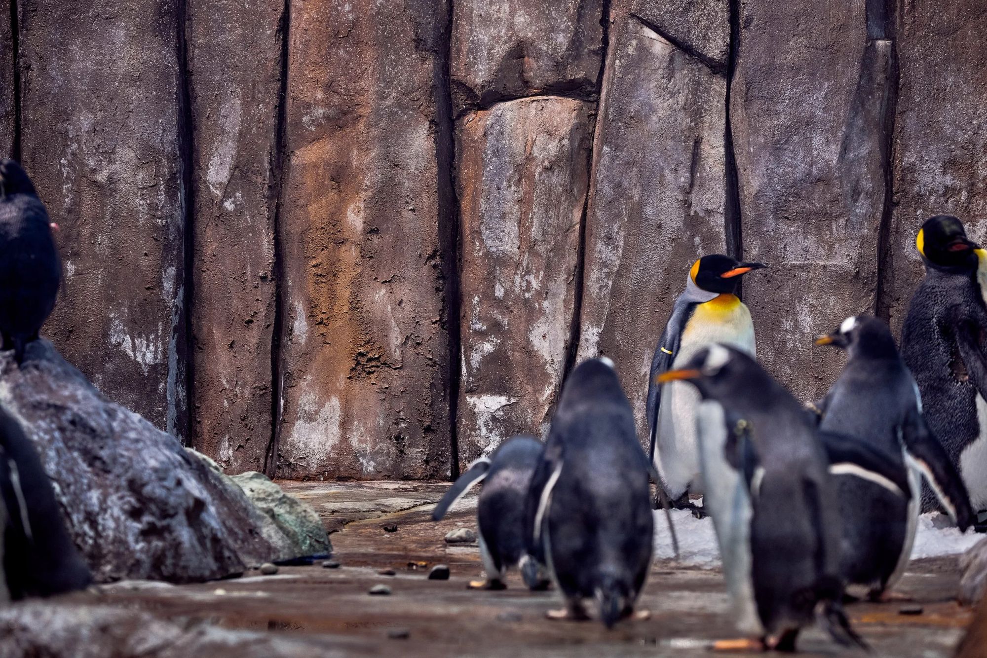 Biodôme de Montréal — photographie d'architecture