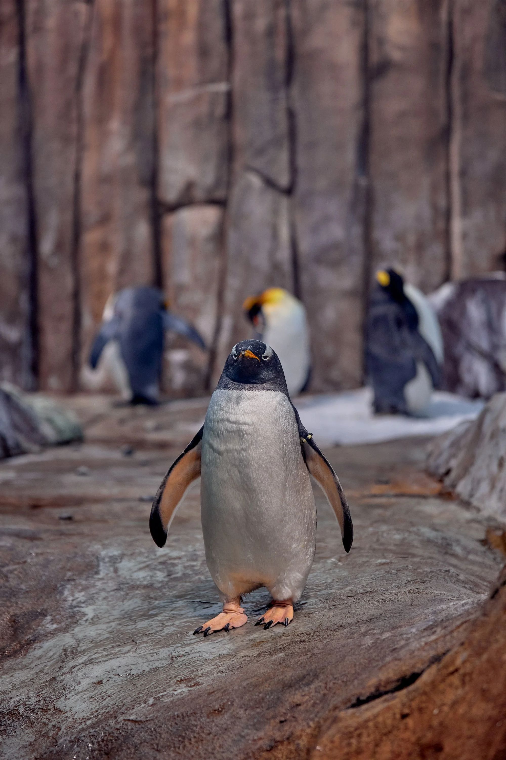 Biodôme de Montréal — photographie d'architecture