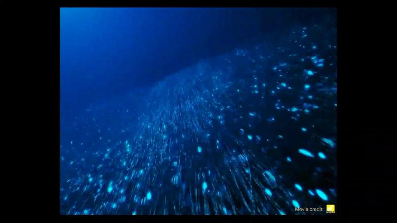 Copertina di Connessioni molecolari