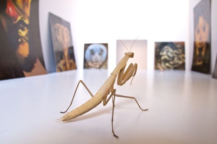 mantis-jordi-abelló