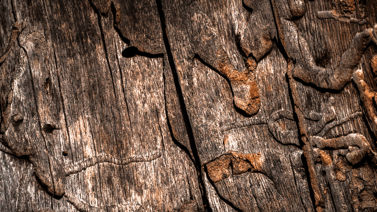 Will Hudson, Wama bark, 2025