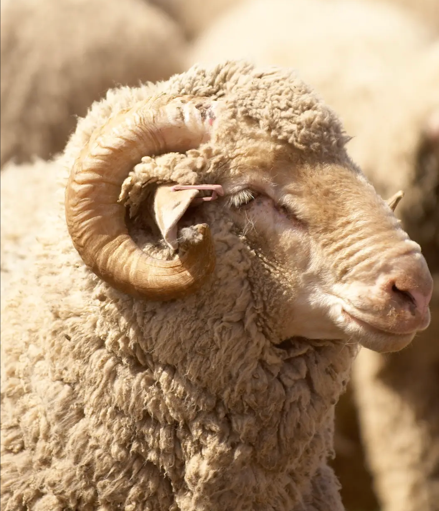 Ultra-Fine Australian Merino - graphene-x