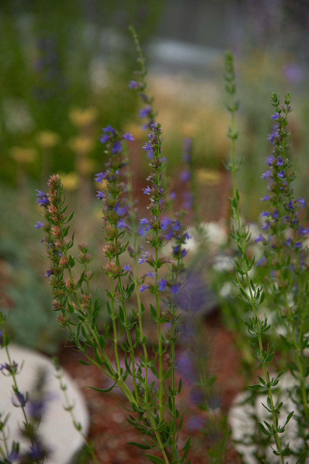 drought resistant perennial rooftop garden design julian mullan