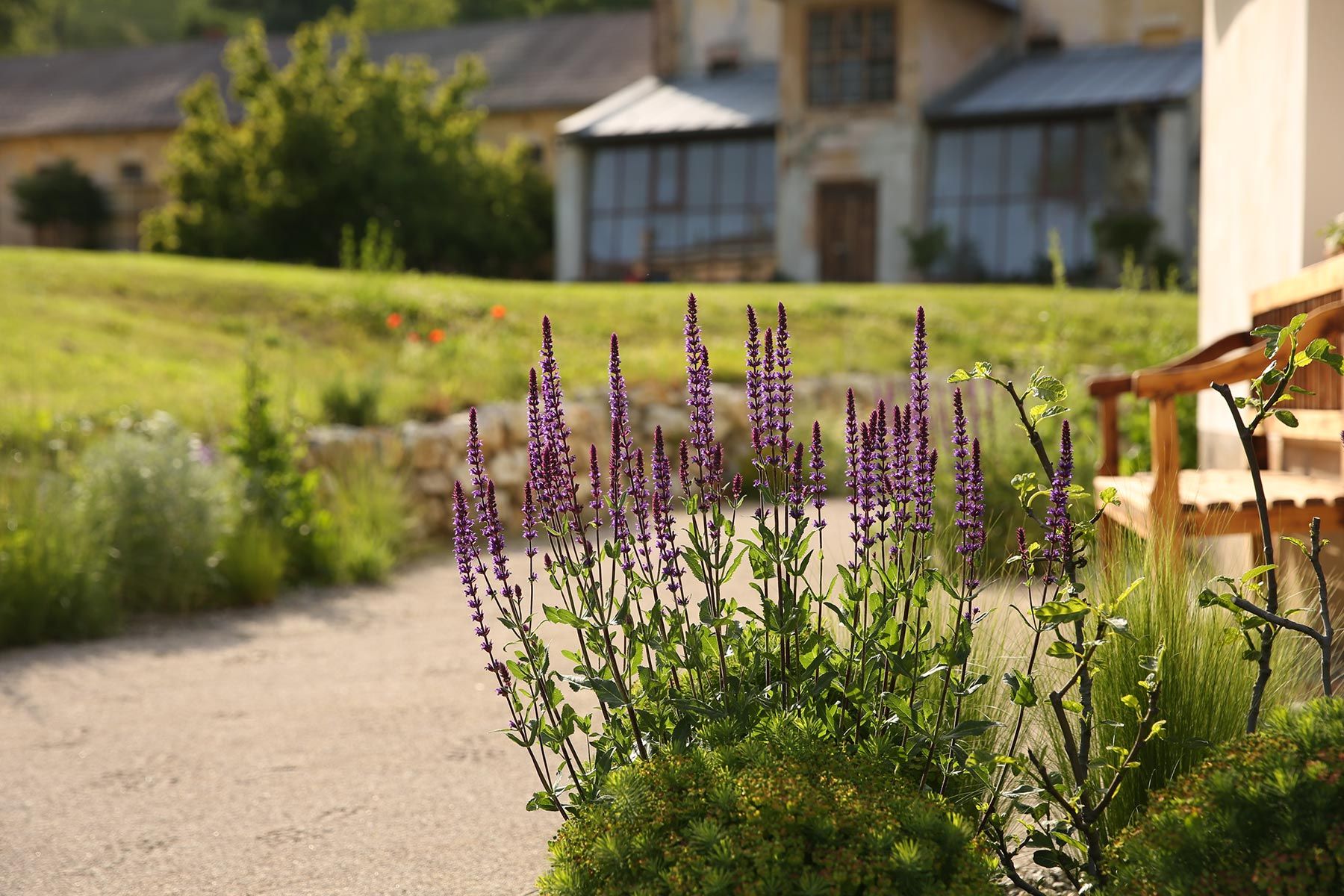 J. Mullan Gardens & Landscapes drought resilient plantings