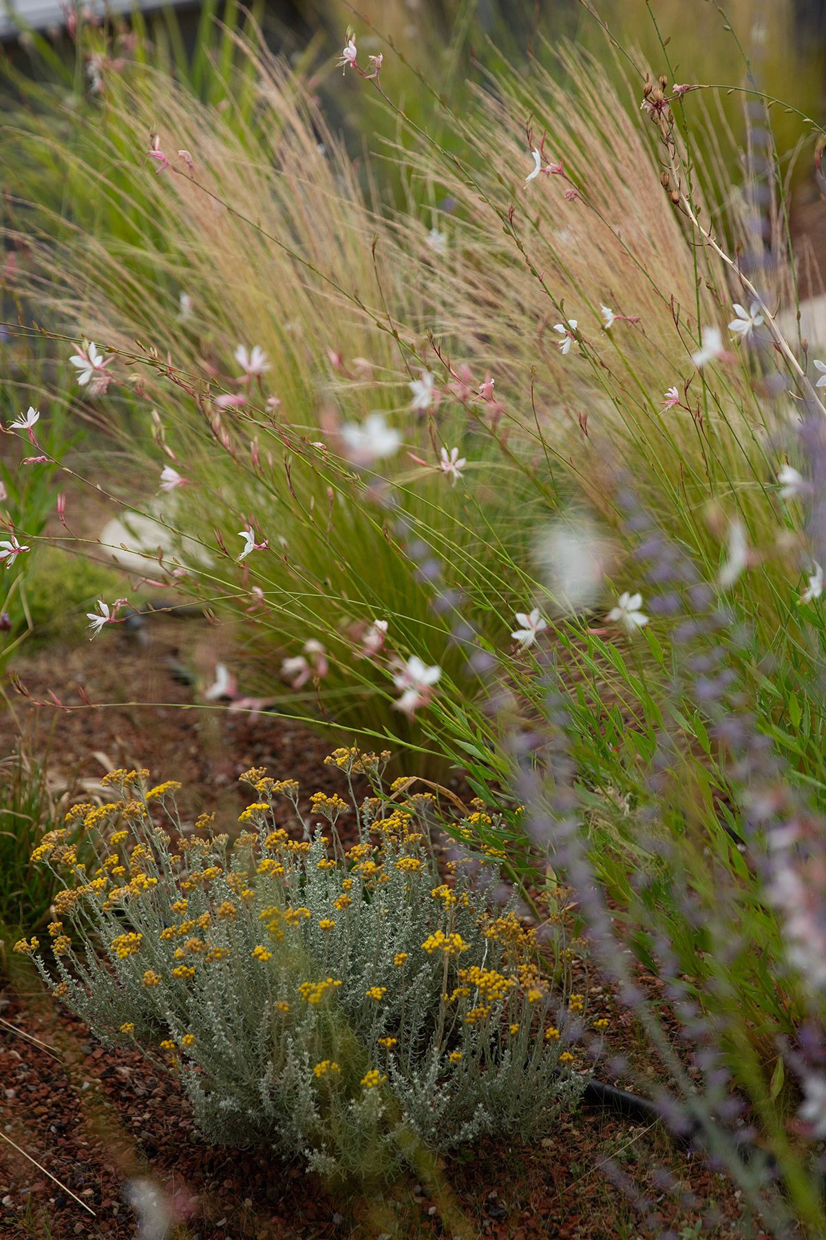 drought resistant perennial rooftop garden design julian mullan