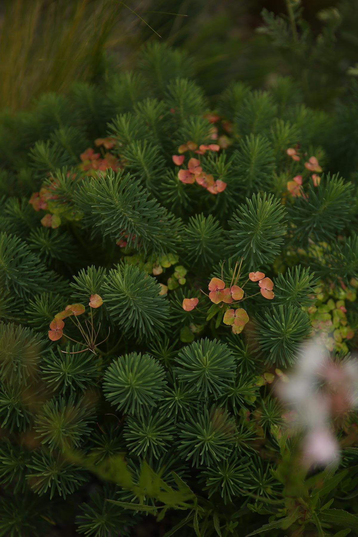 J. Mullan Gardens & Landscapes drought resilient plantings