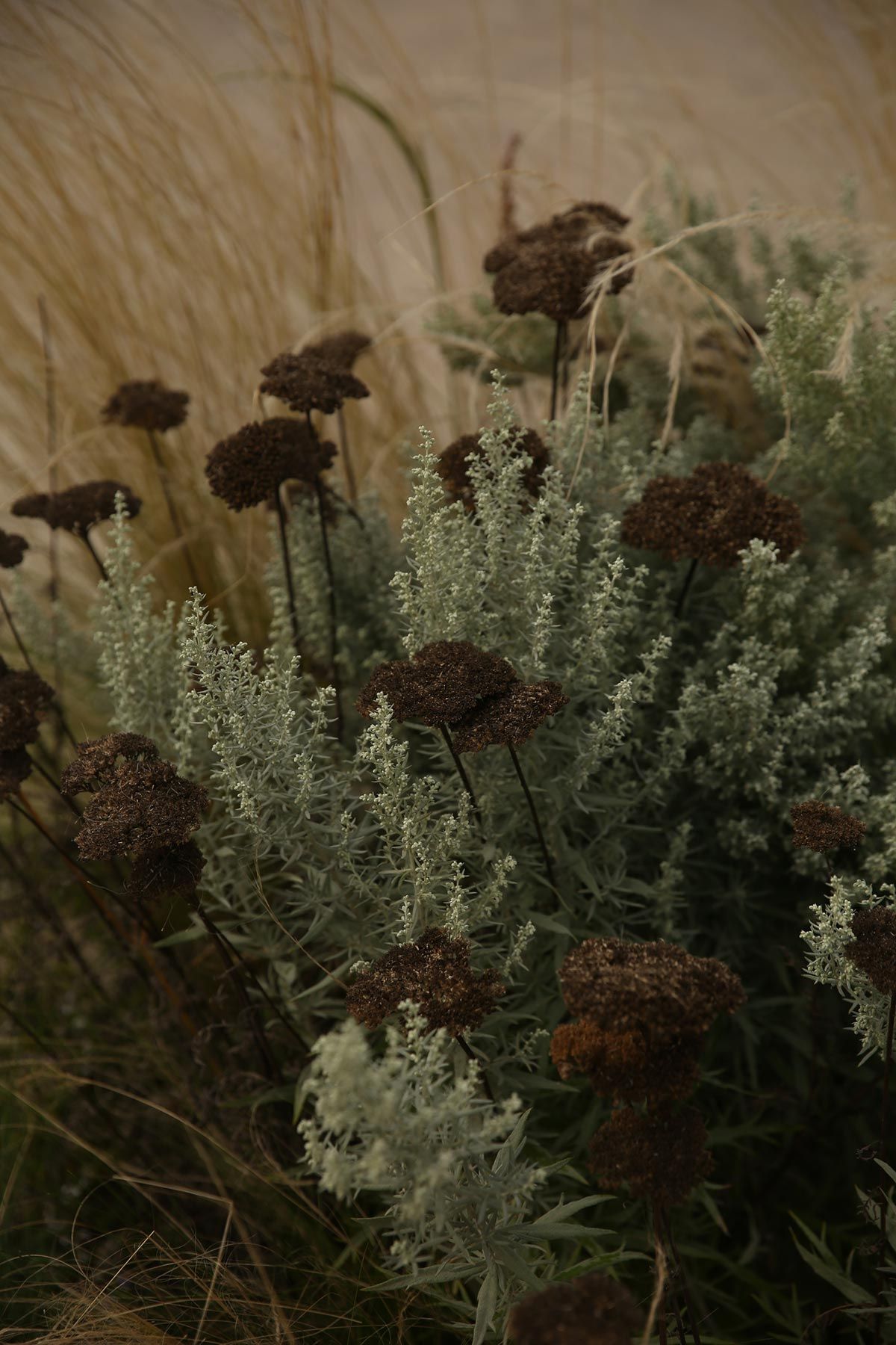 J. Mullan Gardens & Landscapes drought resilient plantings