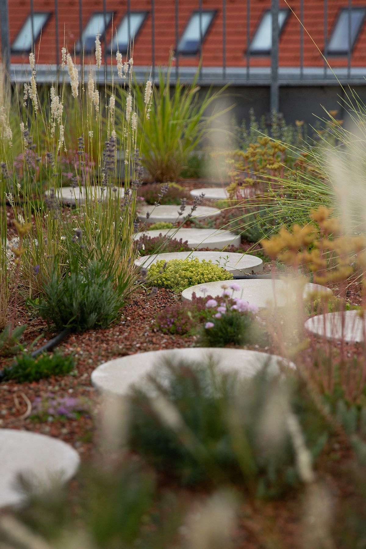 drought resistant perennial rooftop garden design julian mullan