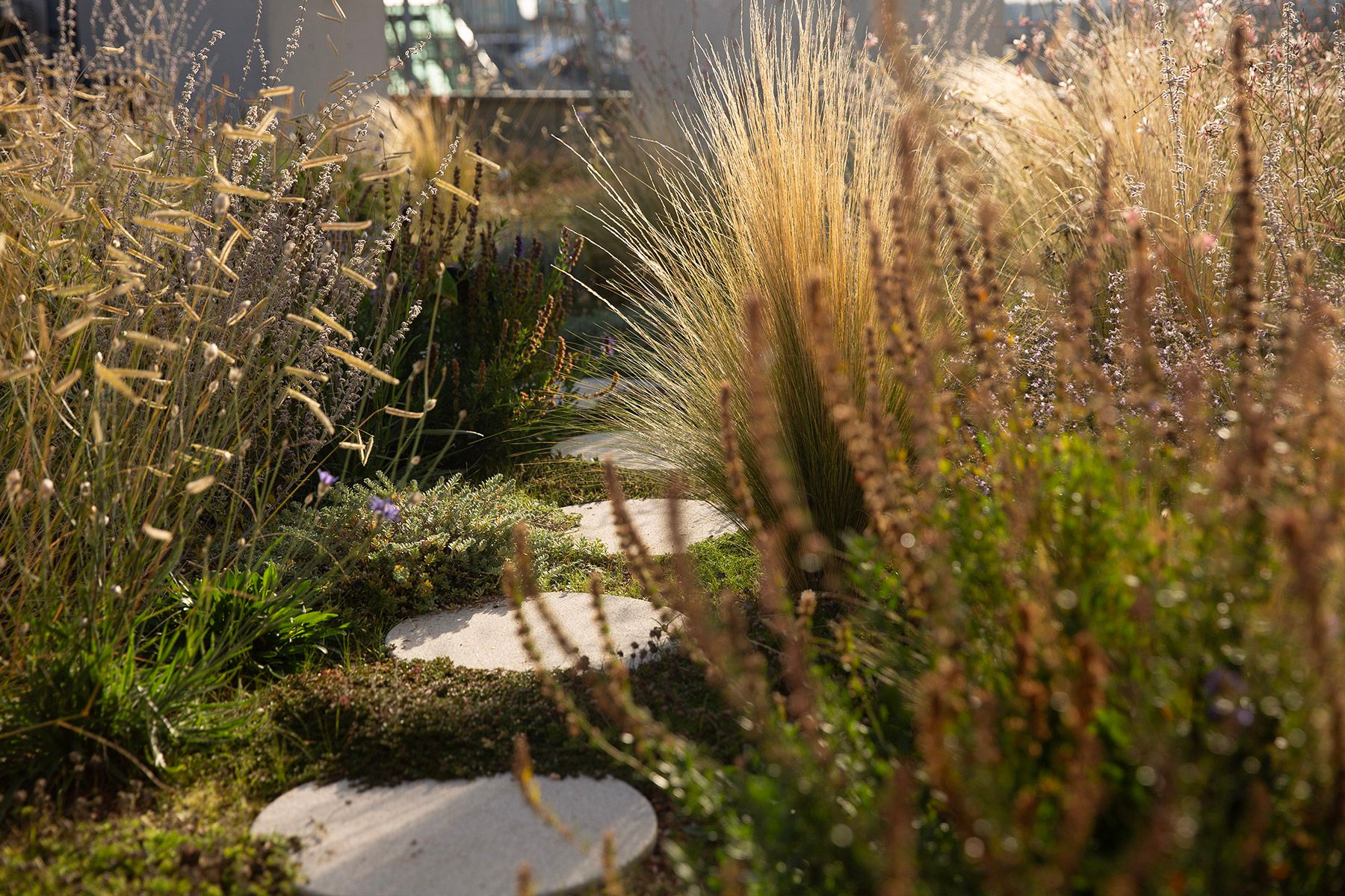 drought resistant perennial rooftop garden design julian mullan